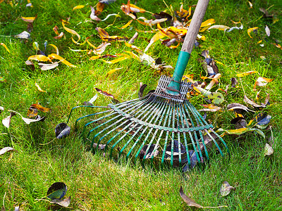 秋天用耙子清理绿色草坪图片