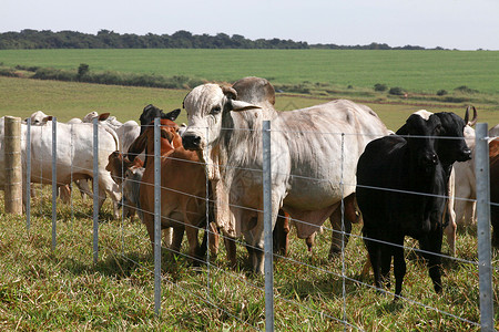 婆罗门公牛和在有栅栏的领域图片
