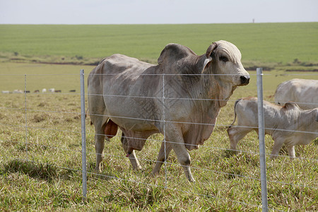 婆罗门公牛在有栅栏的领域图片