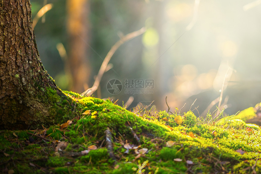 秋天的森林地面与光线和绿色的苔藓图片