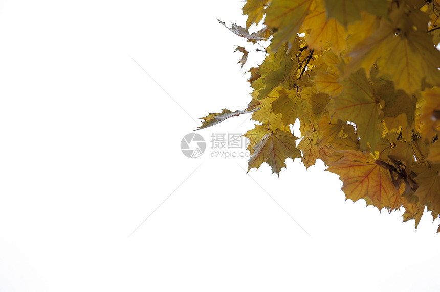 白色背景上的黄色秋天枫叶图片