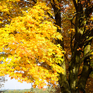 木板上有彩色叶子的秋天背景图片