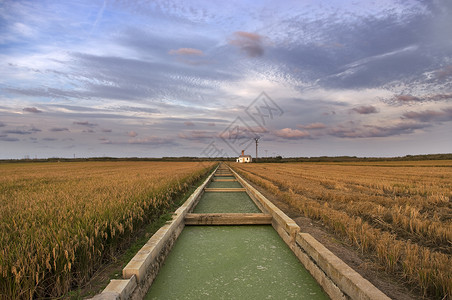 瓦伦西亚泻湖的稻田灌溉渠背景图片