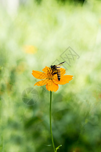 蜜蜂在花蜂惊人蜜蜂授粉的黄花图片