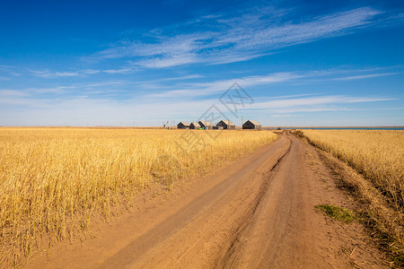 哈萨克草原阳光明媚的秋日麦田图片