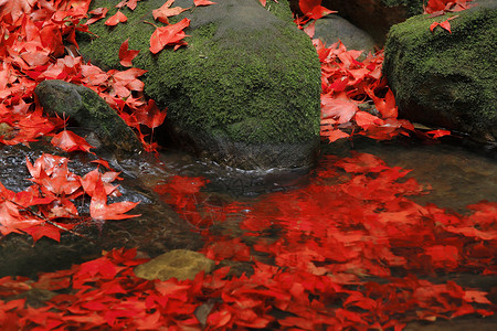 水中石头上的红枫图片