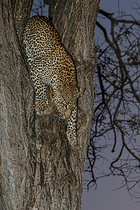 黄昏时的敏捷非洲豹狩猎车的背景图片