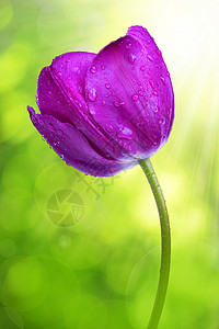 紫郁金香图片