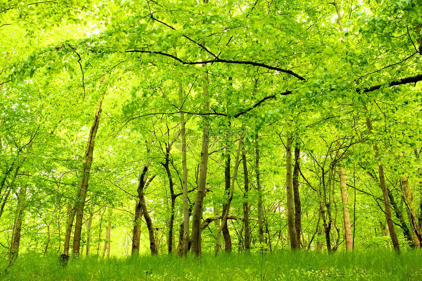 绿色森林树木和草图片