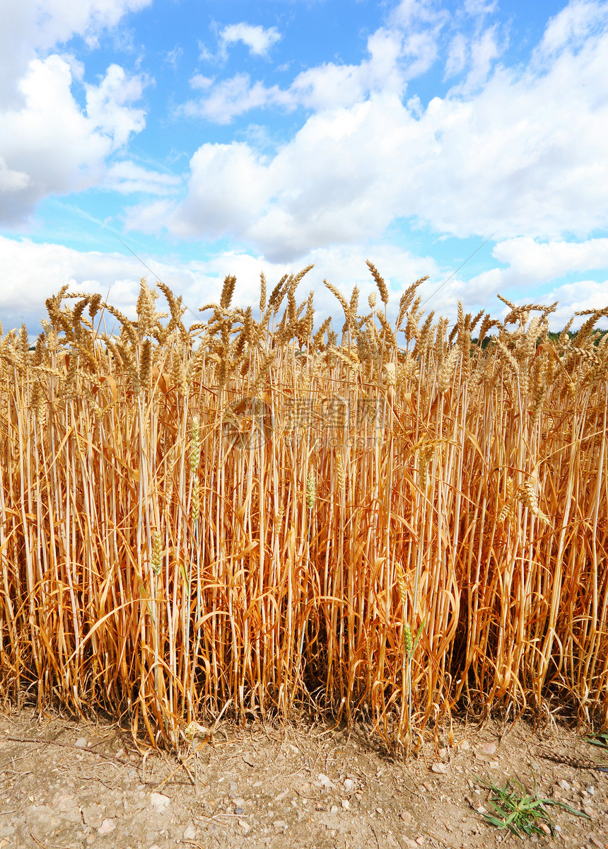 成熟的小麦美丽的天空下的面包小麦Triticumaes图片