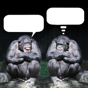 两只黑猩玩得开图片