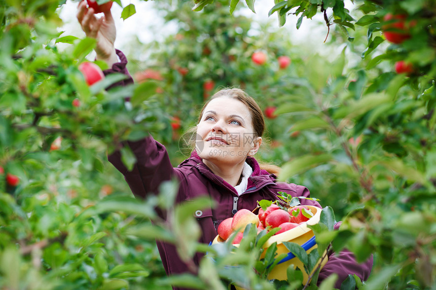 在果园里摘红苹果的年轻女子图片