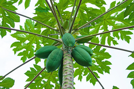 木瓜挂在树上图片