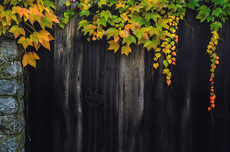 秋天的落叶在木栅栏上图片