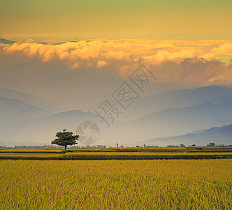 在美丽的天空风景亚洲下绿色农图片
