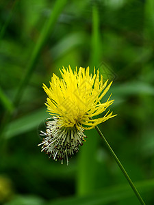 水的黄色花朵Mimosa对图片