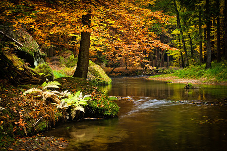秋天水边的树图片