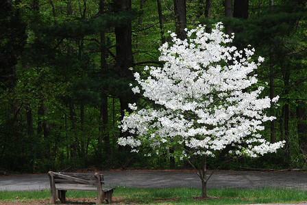春之花树图片