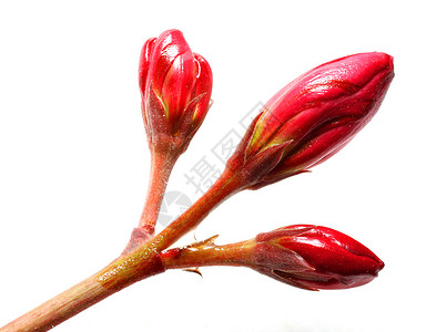 Oleander鲜花图片