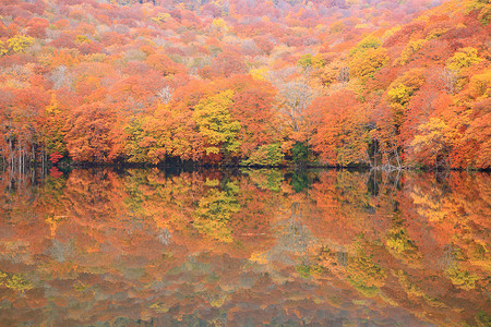 池塘津沼青森日本的秋天颜色图片