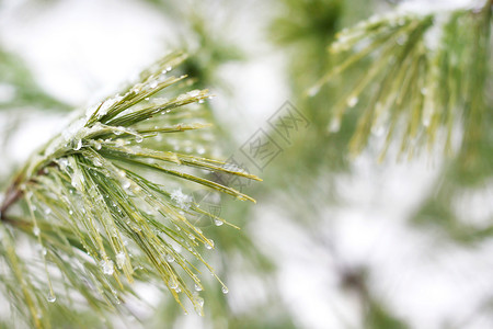 长青松树的精细绿色针头被冰冻的冰水滴覆盖在寒冬背景图片