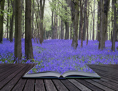 春林地貌蓝铃花的美丽地毯一书创意概念页背景图片