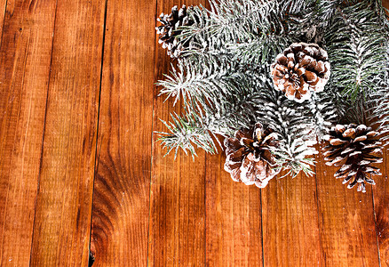 带雪的圣诞fir树图片
