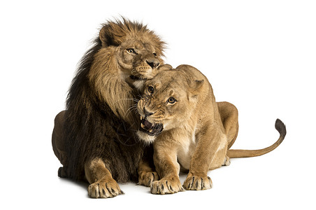 狮子和雄狮抱说谎潘捷拉列奥背景图片