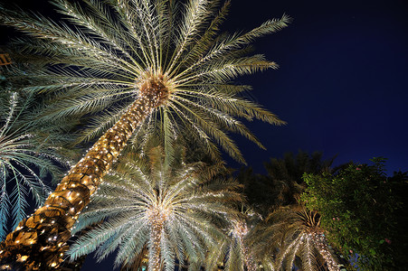 用圣诞花环装饰的棕榈树之夜图片