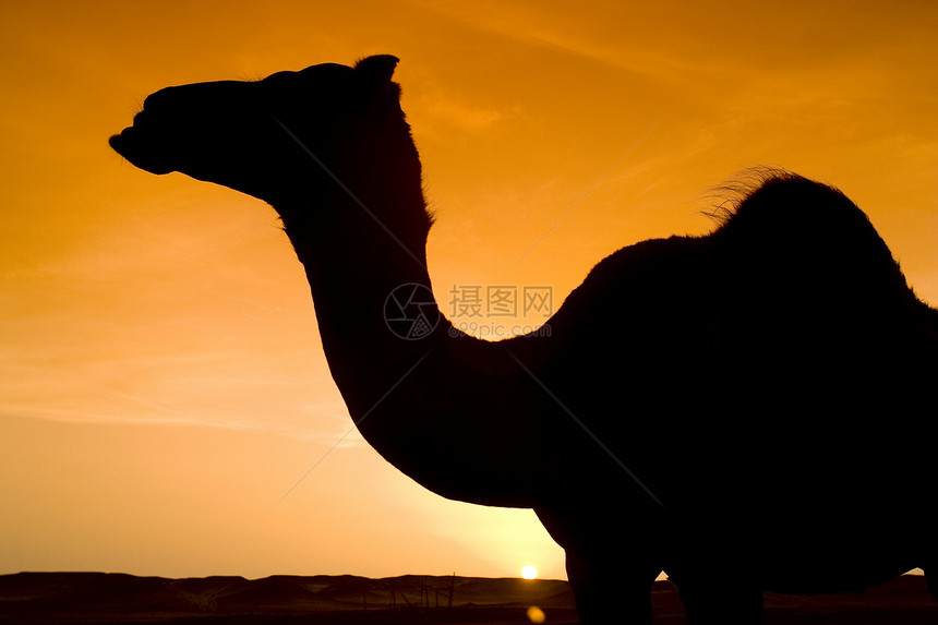 埃及黑沙漠日落时一只骆驼背图片