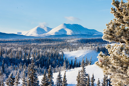 白马以北加拿大育空地区加拿大怀特霍斯以北的雪地北方森林Taiga背景