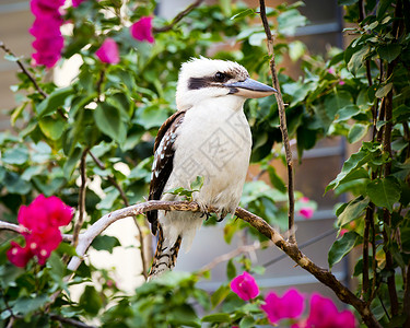 澳洲本地KookaburraKokaburra图片