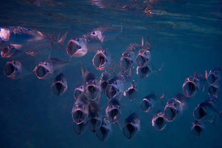 在潜水时许多大嘴竹鱼在冲图片