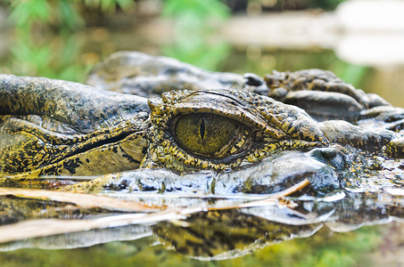 淡水鳄鱼的特写眼睛它漂浮在水面上图片