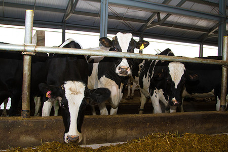 荷斯坦奶牛在农场饲养图片