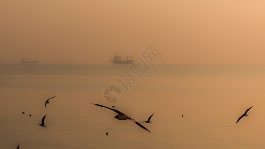 在的里雅斯特湾的海鸥图片
