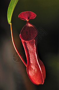 NepenthesAmpullariaJack的单子图片