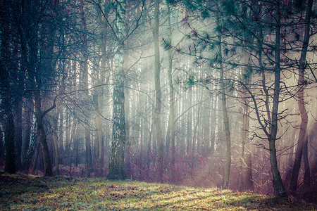 在波兰森林的浓雾中道图片