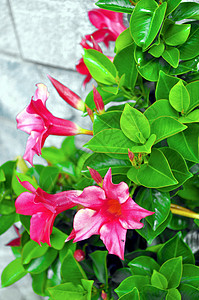 粉红色花朵盆栽图片