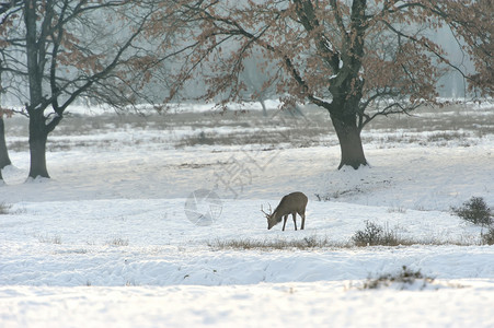 冬天上的鹿图片