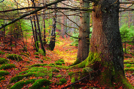 深秋早晨的老松树林图片