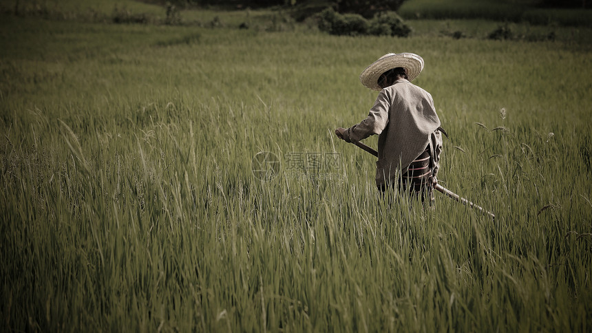 在泰国清迈的露天稻田用铲子砍图片