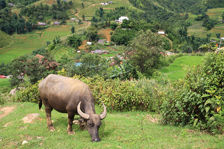 水牛在悬崖上在越南图片