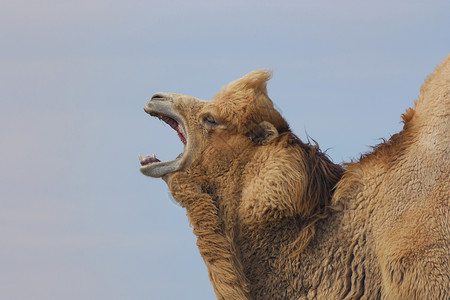 骆驼Camelusbactrianus图片