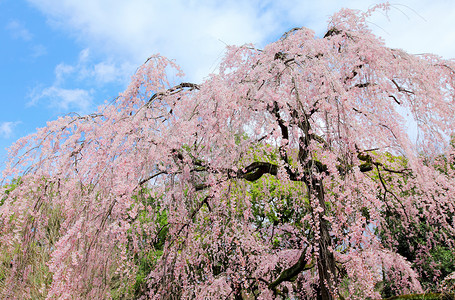百麻樱树图片