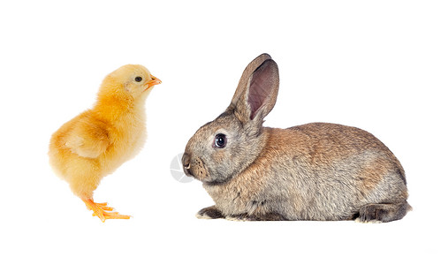在白色背景上孤立的黄色鸡和棕色兔子背景图片