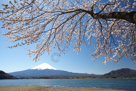 春天的富士山樱花图片
