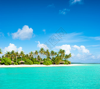 热带岛屿海滩的景观棕榈图片