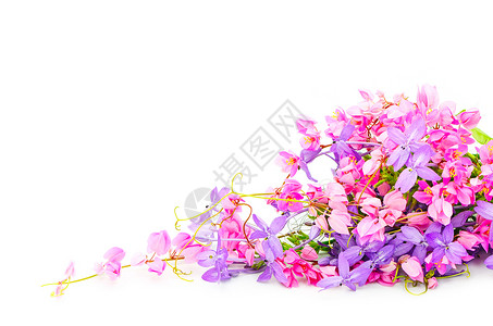 夏花背景美丽的粉色和紫色花朵白面上孤图片