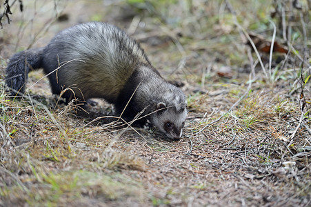 StoatMustelaerminea站立在猎图片